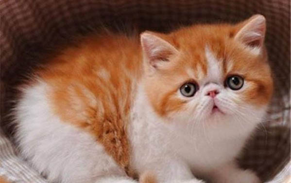 猫咪眼球有白色絮状物是什么