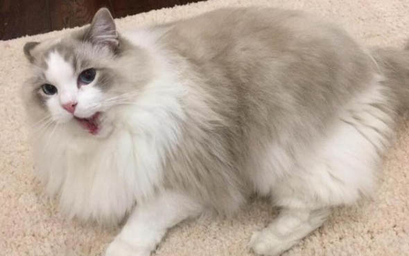 猫咪不舒服的症状有哪些?