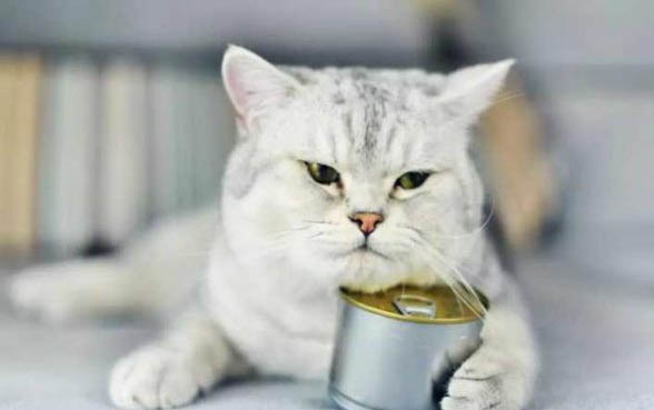 一窝小猫怎么选择最好!