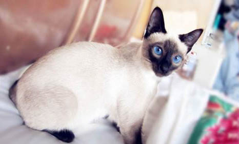 暹罗猫与布偶猫的区别是什么