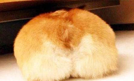 哪里有家养纯种三色柯基犬出售