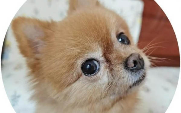 小狗总挠痒痒是怎么回事？