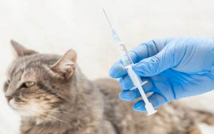 猫咪可不可以吃香蕉啊