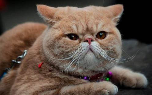 猫咪打喷嚏呕吐是怎么回事