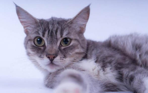 猫骨折了怎么办?