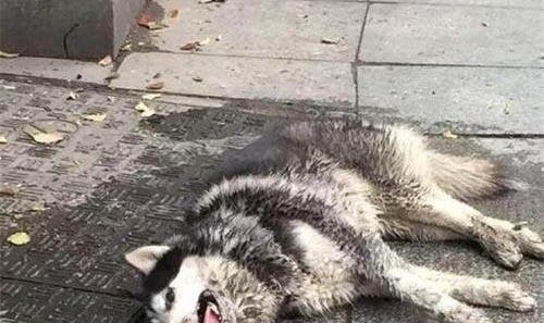 狗狗感冒可以吃感冒药吗?