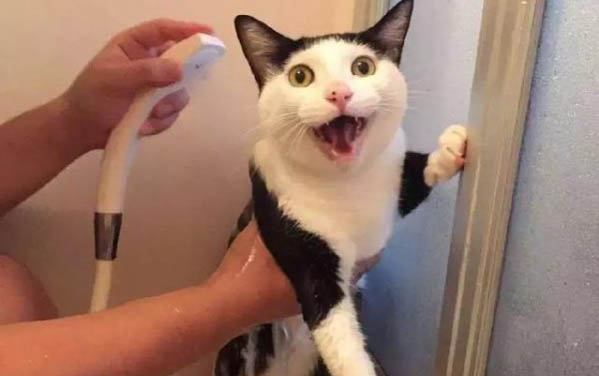 小猫多大可以吃鸡胸肉