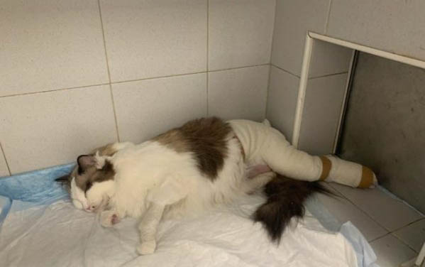 猫咪为什么会睁着眼睛睡觉