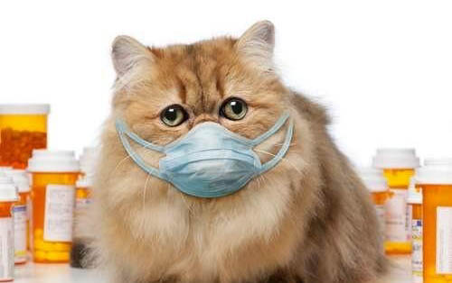猫咪能不能吃炒栗子?