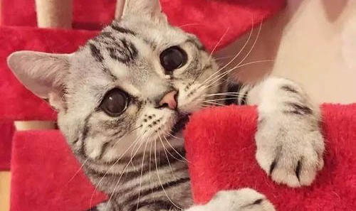 猫咪会不会晕车