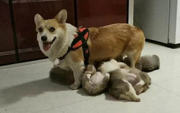 幼犬感冒应该吃什么药好