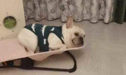 狗狗鼻头变黑还能恢复正常么