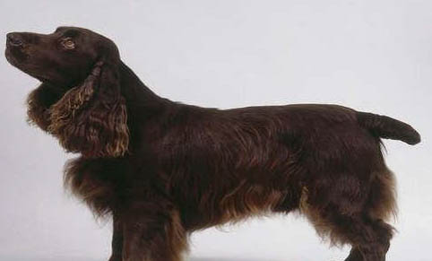田野小猎犬寿命