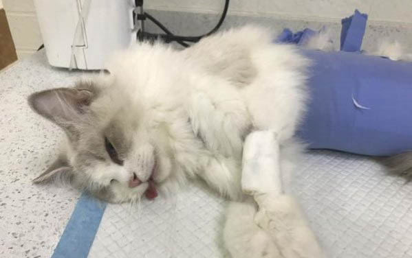 猫咪多次抽搐口吐白沫该怎么办呢