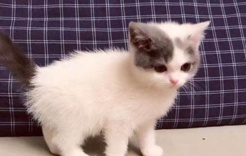 猫咪吃过肠胃宝为什么还拉稀
