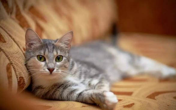 猫像噎着一样脖子一伸一伸的怎么办