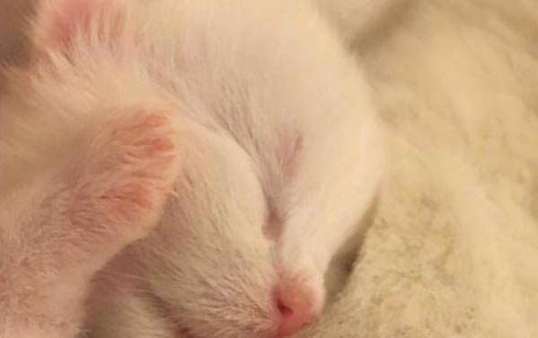 猫的鼻子发白是什么原因