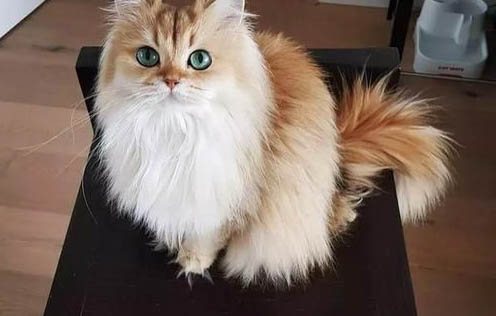 猫咪半夜叫门扒门原因
