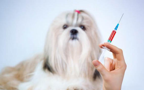 蓝湾牧羊犬是禁养犬吗