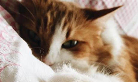 猫咪应激反应怎么安抚