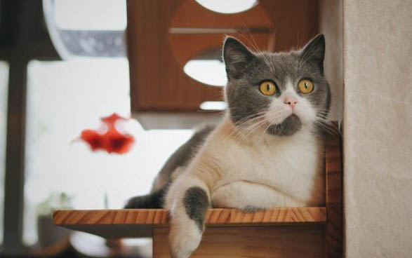 蓝猫发腮期是几个月？