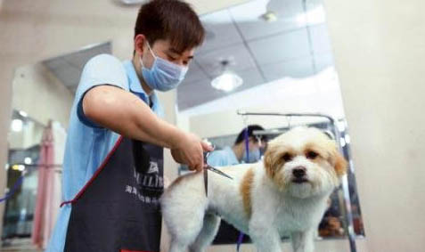 家养狗和宠物狗哪个聪明呢
