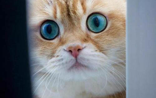猫咪呼吸很急促,肚皮一抽一抽的