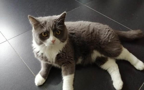 猫咪的牙齿为什么会出血