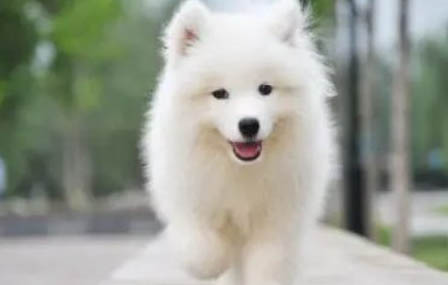 萨摩耶犬穿衣服能保暖吗