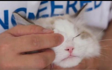 猫咪吃药吐白沫怎么办？