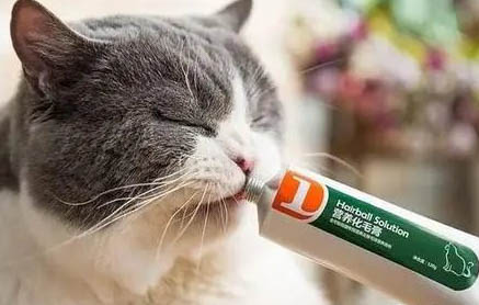 猫咪摔成脑震荡多长时间能好