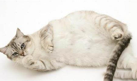 猫咪爪子受伤了怎么办