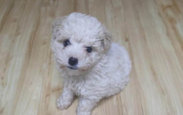 比熊犬癫疯怎么处理