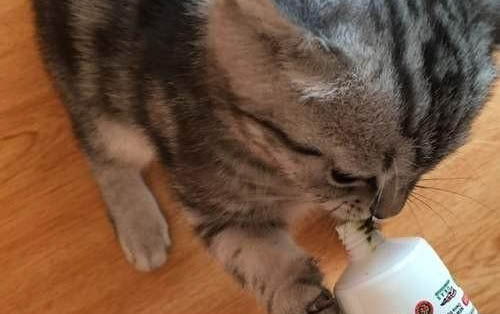 伊丽莎白圈猫能睡觉么
