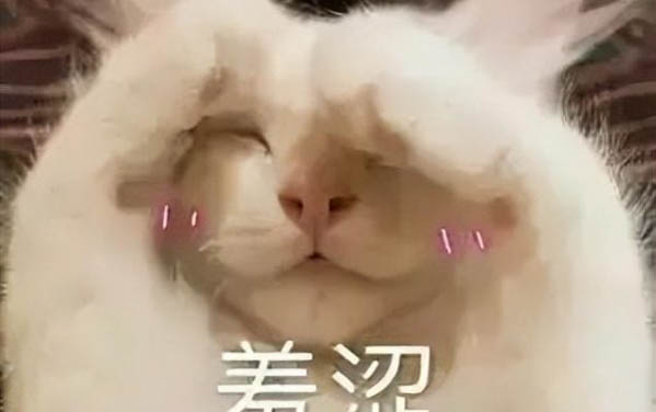 母猫猫咪乱尿的解决方法是什么
