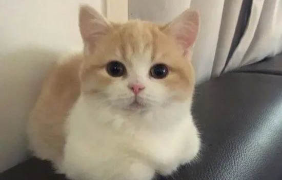 请问猫咪呕吐的原因及处理方法