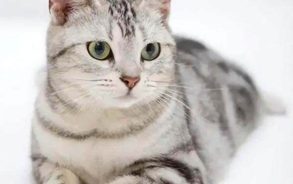 猫咪寿命一般多久