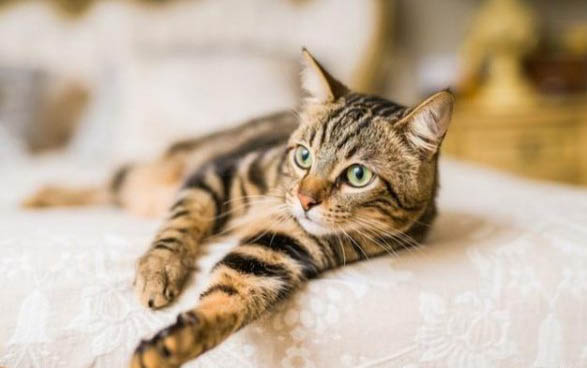 猫的功效与作用
