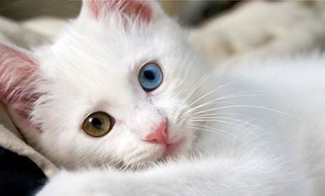 猫身上有跳蚤怎么处理