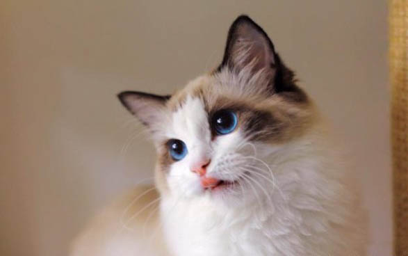 猫突然咳嗽一会又好了