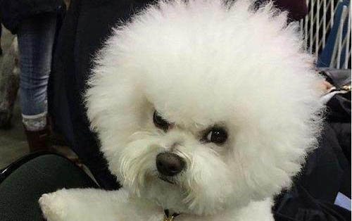 狗狗受到惊吓后的症状大全有哪些呢