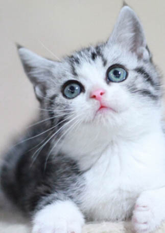 猫咪名字大全可爱蓝猫