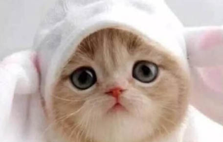 猫咪突然干呕是怎么了