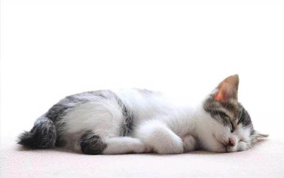 4个月猫咪体重应该多少斤