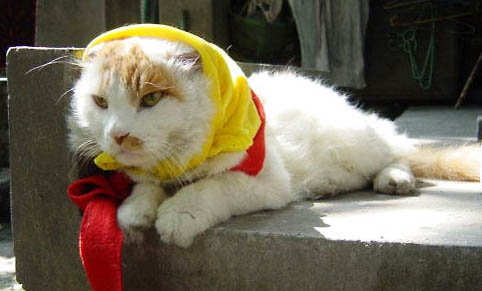 猫咪多久洗一次澡比较合适?