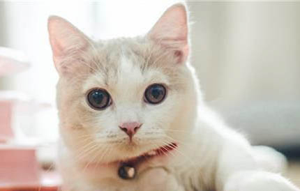 什么人养猫运气会变差