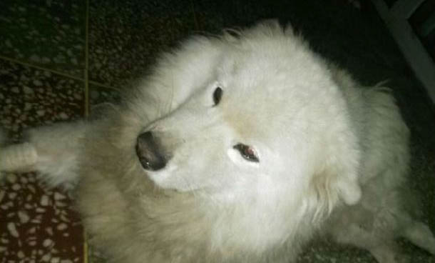 凶猛的狗狗有哪些品种