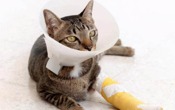 猫咪胡须掉了是什么原因？如何处理以及注意事项？