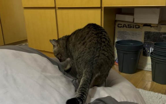 请问猫咪呕吐的原因及处理方法?
