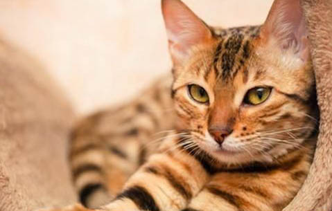 怎么让猫咪用猫抓板